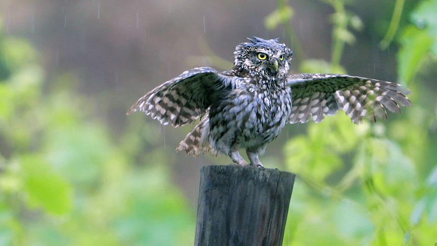 Im Bild: Der Steinkauz überrascht mit der Liebe zur Regendusche. Seine Performance gleicht einem eigens dafür kreierten Regentanz.