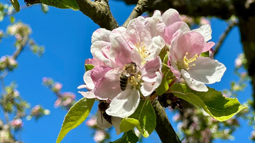 Bienen in den Blüten unseres Apfelbaums. (Barbara Sobe)