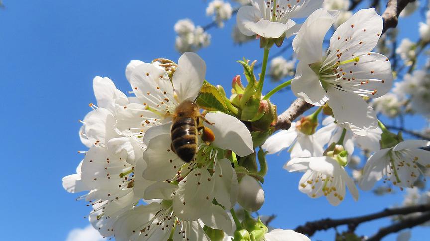 Die Blütenpracht bedeutet Hochsaison für die Bienen. (Rudolf Kößl)