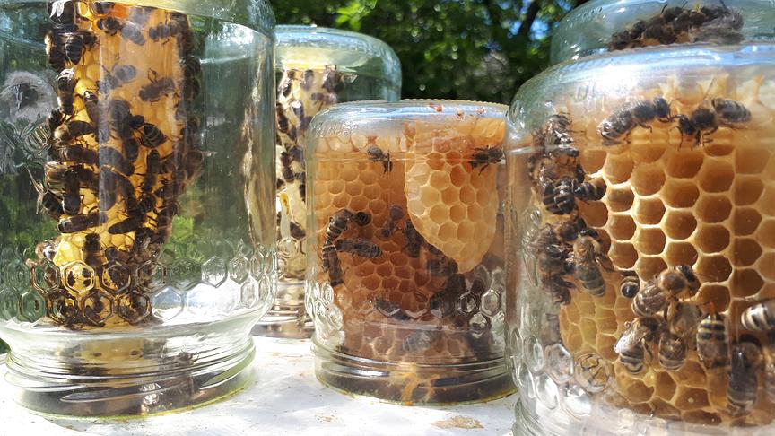 Wabenhonig von den Bienen direkt ins Glas gebaut. (Petra Gruber)