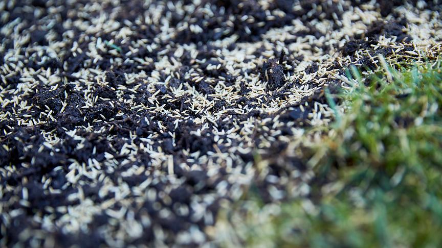 Ein grüner Start in die Gartensaison: Rasensamen streuen für einen sattgrünen Rasenteppich.