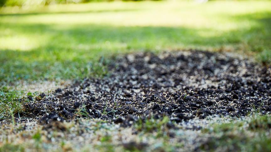 Ein grüner Start in die Gartensaison: Rasensamen streuen für einen sattgrünen Rasenteppich.