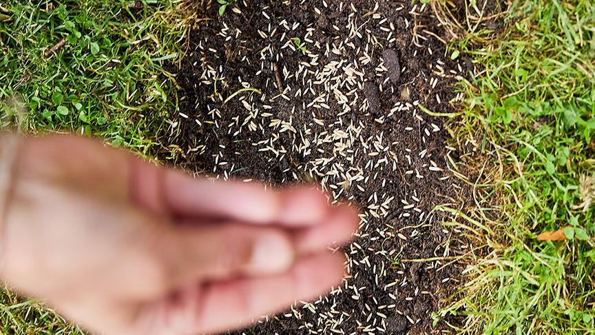 Ein grüner Start in die Gartensaison: Rasensamen streuen für einen sattgrünen Rasenteppich.