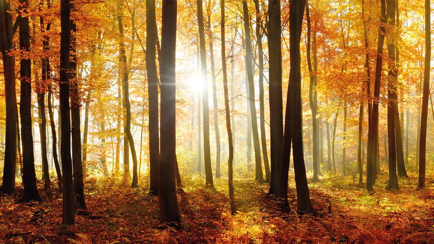 ©  Ihr Kachelofen: nachhaltig und wertvoll für die Region.