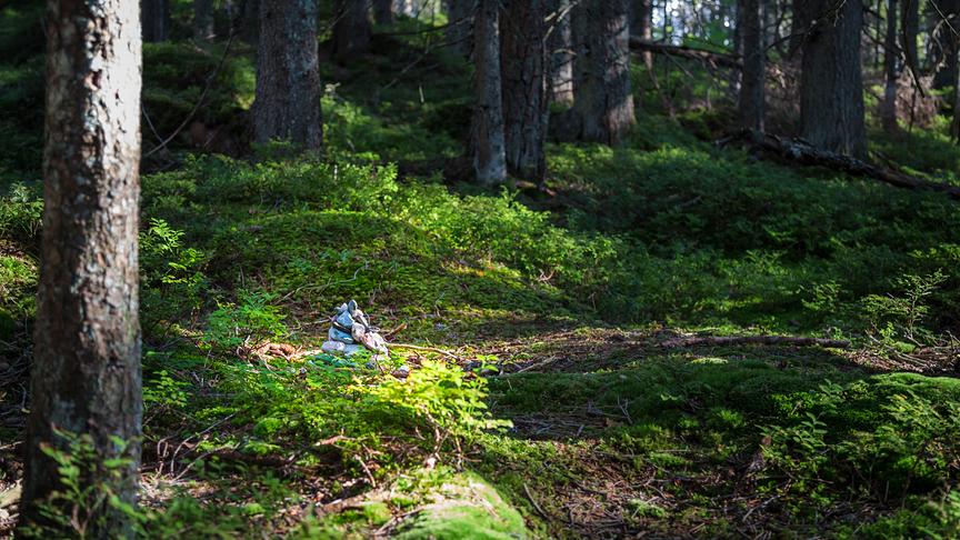 Kraftplatz im Wald