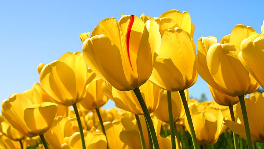© Microsoft/Windows Ein Strauß gelber Tulpen