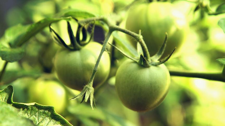 Eingelegte grüne Tomaten & Tomatenmarmelade