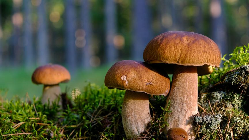 © Unsplash (Beispielfoto) Gebratene Steinpilze