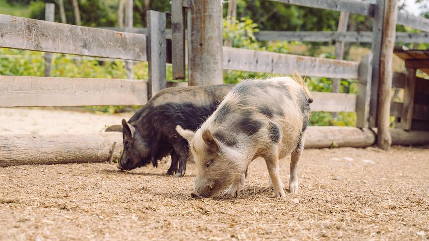 © Foto: Simeon Baker Silvia zu Besuch Silvia am Hof von Franz Lauritsch.