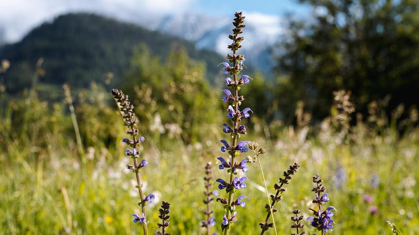 Kräuter für das Kräutersalz