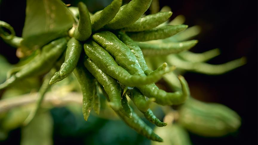© Foto: ORF/ Silvia Schneider GmbH/ Christian Vogel Diese Sorte heißt "Buddhas Hand".