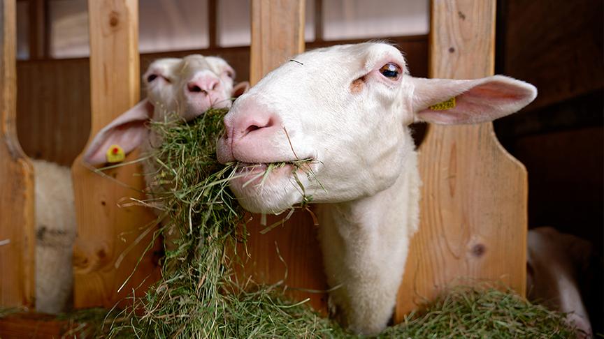 Silvia bei Sepp Eisl und seinen Schafen.