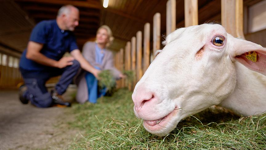 Silvia bei Sepp Eisl und seinen Schafen.