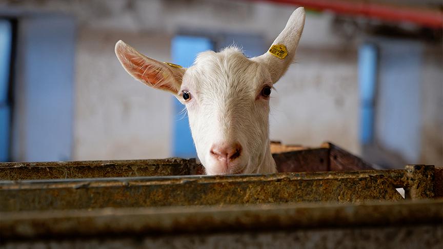 Silvia zu Besuch am Bio-Ziegenhof Mandl 