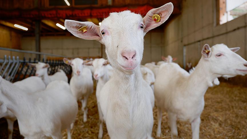 Silvia zu Besuch am Bio-Ziegenhof Mandl 