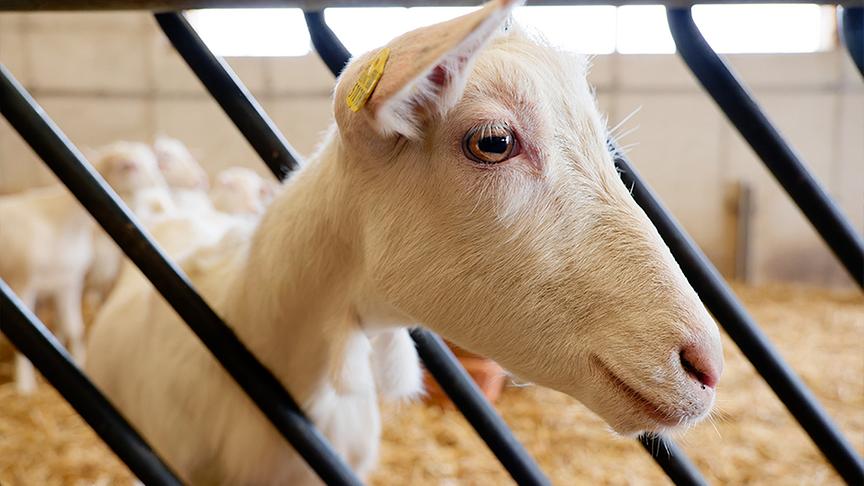 Silvia zu Besuch am Bio-Ziegenhof Mandl 