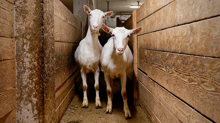 Silvia zu Besuch am Bio-Ziegenhof Mandl 