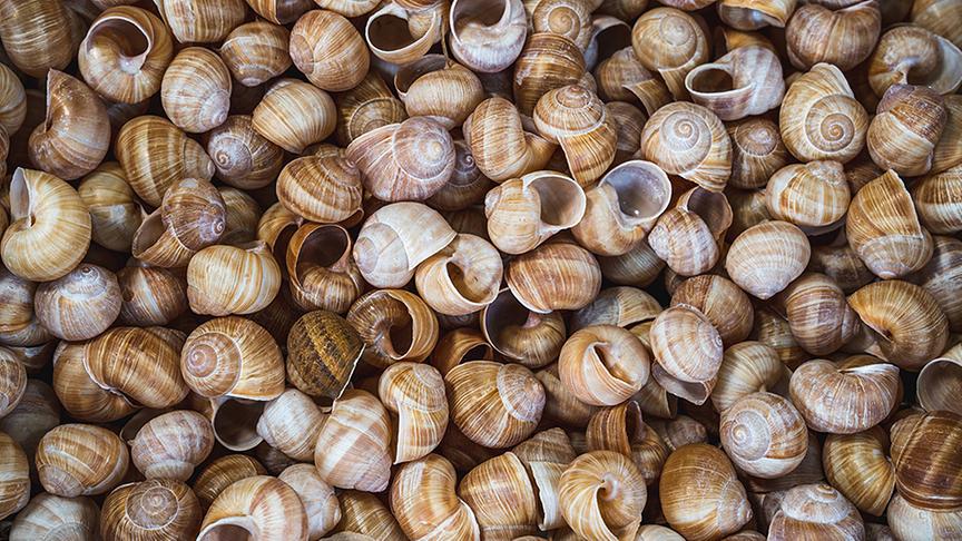 © Foto: Simeon Baker Silvia bei Andreas Gugumuck in seiner Wiener Schnecken Manufaktur Gugumuck im zehnten Wiener Bezirk.
