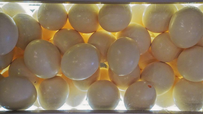 © Foto: Simeon Baker Straußeneier.