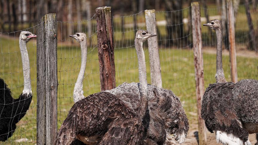 © Foto: Simeon Baker Vogelsträuße im Gehege.