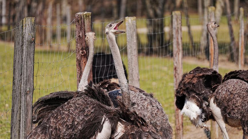 © Foto: Simeon Baker Vogelsträuße im Gehege.
