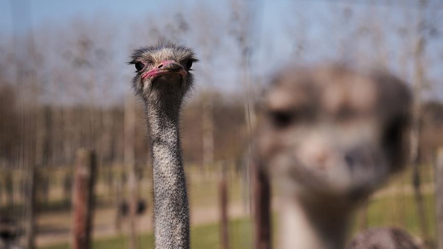 © Foto: Simeon Baker Vogelstrauß auf der Straußenfarm von Gerhard Ebner.