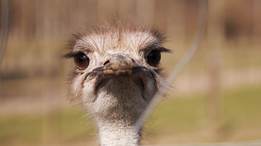 © Foto: Simeon Baker Nahaufnahme von einem Vogelstrauß.