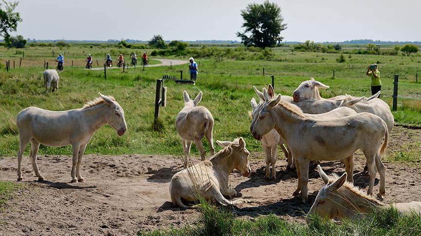 Silvia ist mit Ranger Lukas Vendler unterwegs im Nationalpark Neusiedlersee