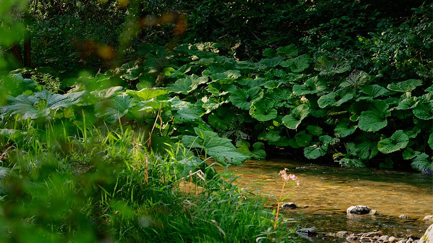 Franz Schlögl führt Silvia durch die Raabklamm