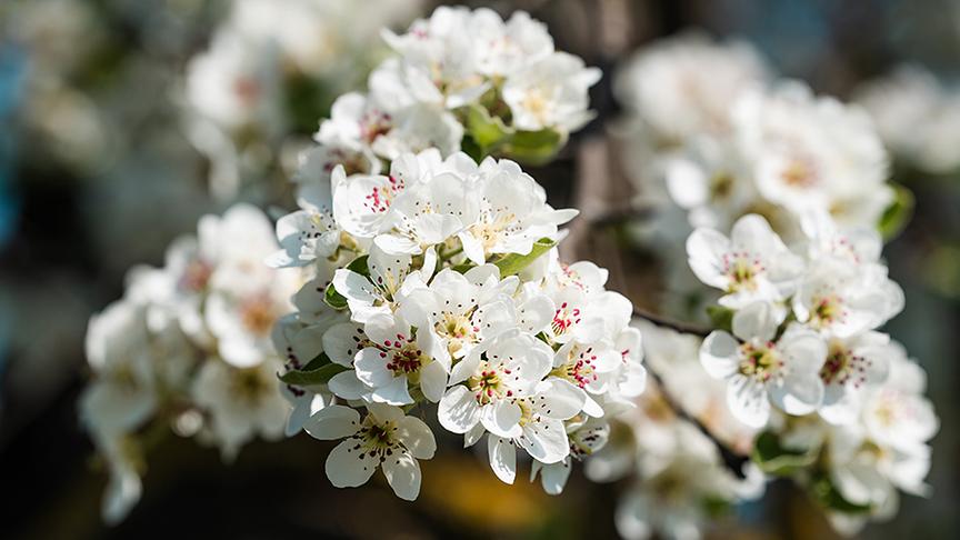 Blühender Obstbaum.