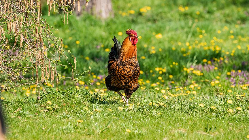 Silvia zu Besuch am Hof von Karin und Robert Maleninsky, die Most und Obstperlwein produzieren.