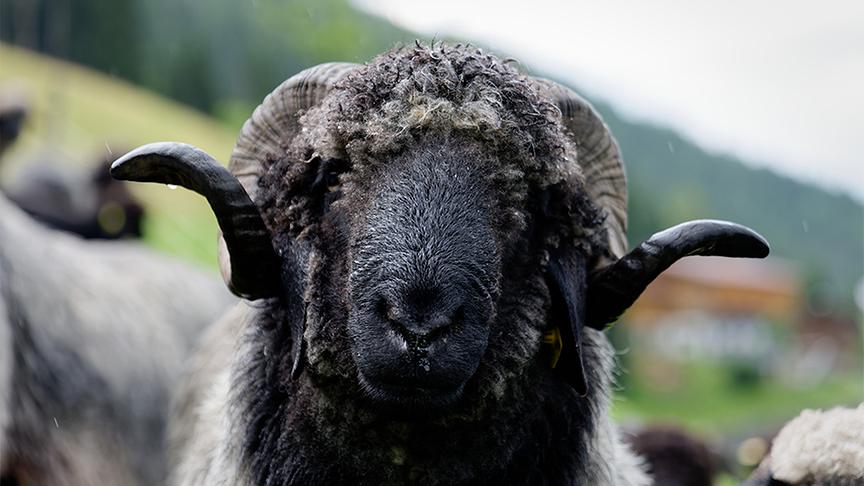 © ORF/ Silvia Schneider GmbH/ Juraj Melicher Silvia bei Züchtern der Tuxer Steinschafe.