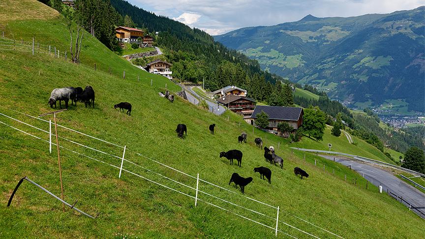 © ORF/ Silvia Schneider GmbH/ Juraj Melicher Silvia bei Züchtern der Tuxer Steinschafe.