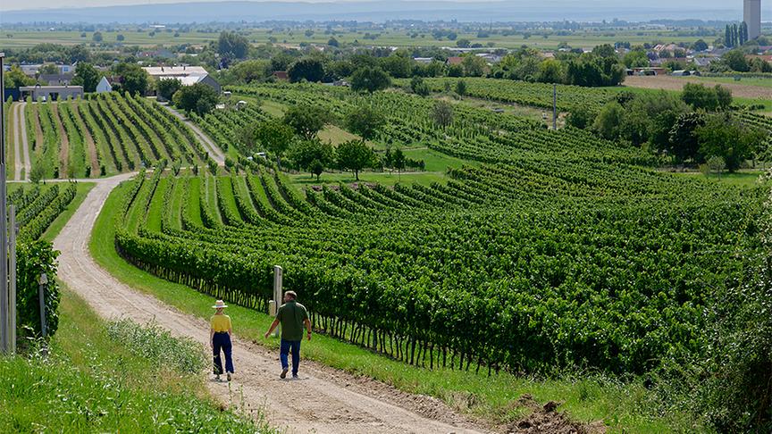 Michael Allacher begleitet Silvia am Weinwanderweg Gols.