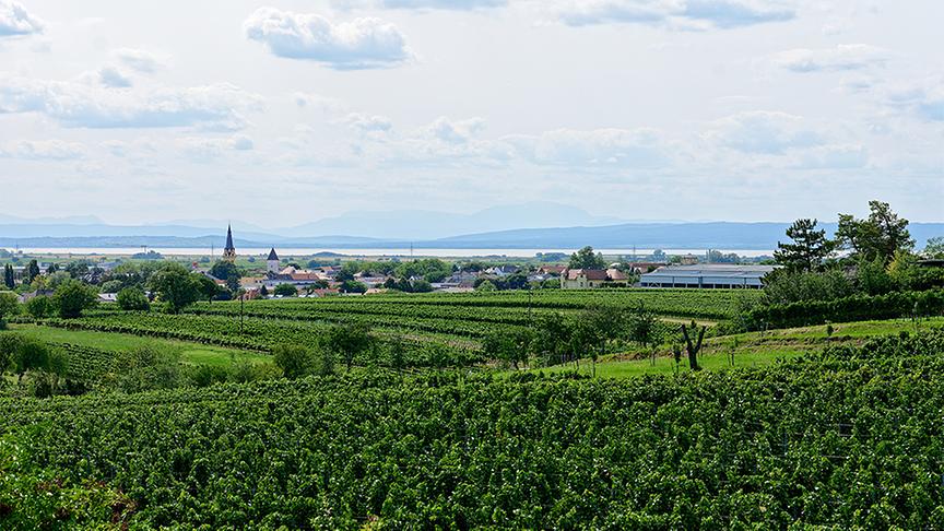 Michael Allacher begleitet Silvia am Weinwanderweg Gols.