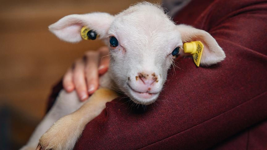 © Foto: Simeon Baker Zu Besuch bei Sarah und Markus Wimberger und ihren Schafen.