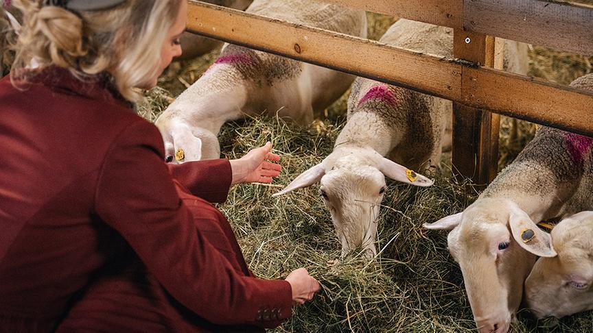 © Foto: Simeon Baker Zu Besuch bei Sarah und Markus Wimberger und ihren Schafen.