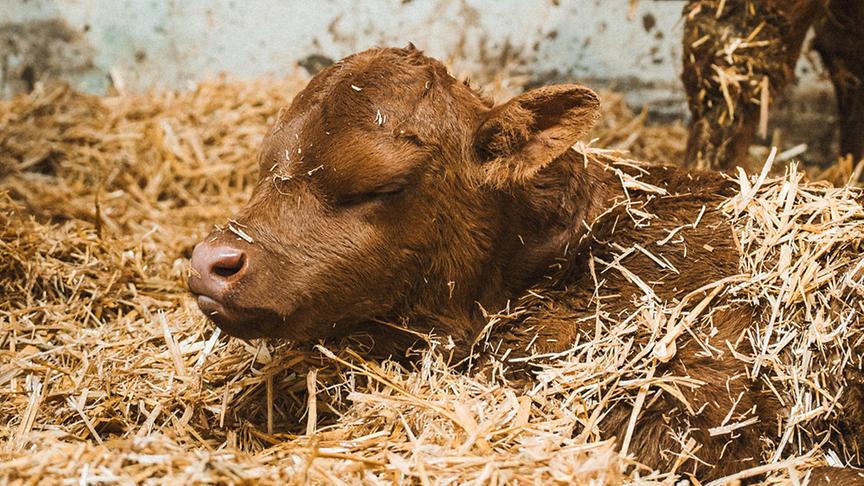 © ORF/ Silvia Schneider GmbH/ Simeon Baker Silvia zu Besuch am Hof von Familie Kogler