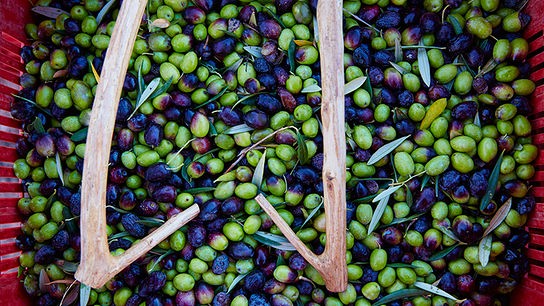 Frische Oliven auf einer Ladefläche