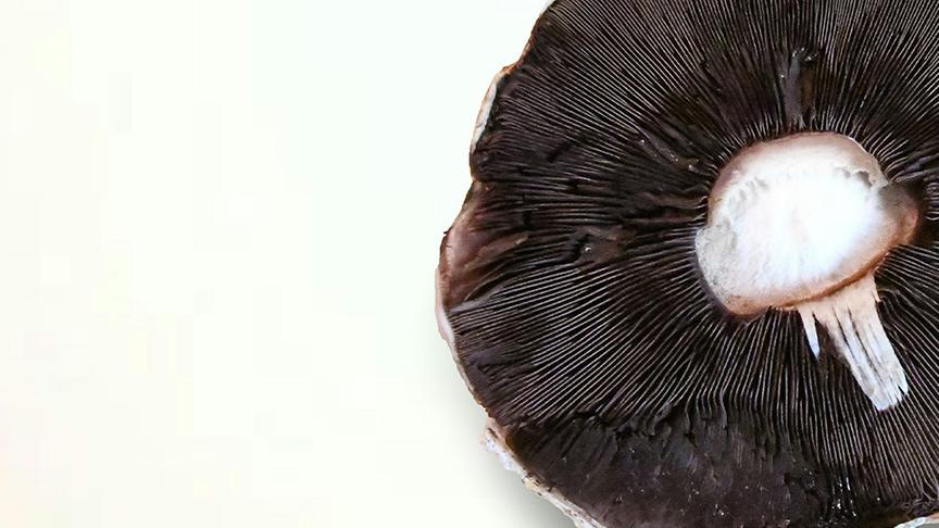 © Unsplash (Beispielfoto) Portobello-Pilz
