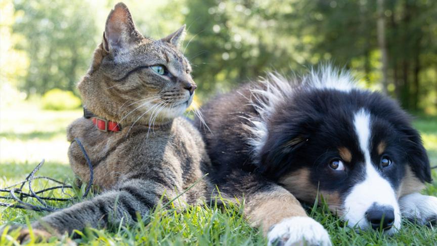Katze und Hund schauen in die Kamera