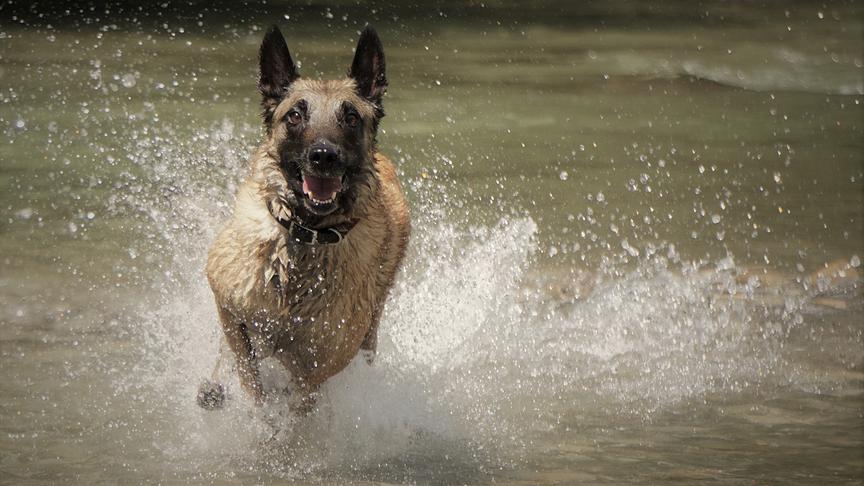 © Karin Kathan Wasserratte Elro, 8 Jahre alt, Malinois, mit 3 Jahren aus dem Tierheim Dornbirn übernommen. Wir lieben ihn. (Karin Kathan, Lustenau)