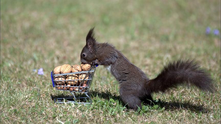 2. Platz: Eichhörnchen beim Einkaufen. (Ortner Werner, Debant)