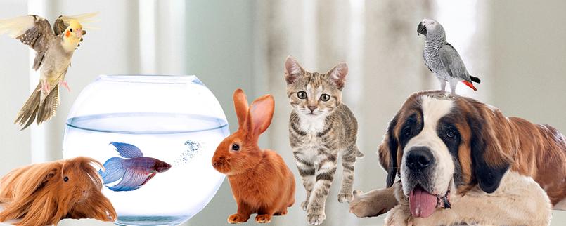 Wellensittich, Meerschweinchen, Fisch im Glas, Kaninchen, Kätzchen, Hund, Papagei.