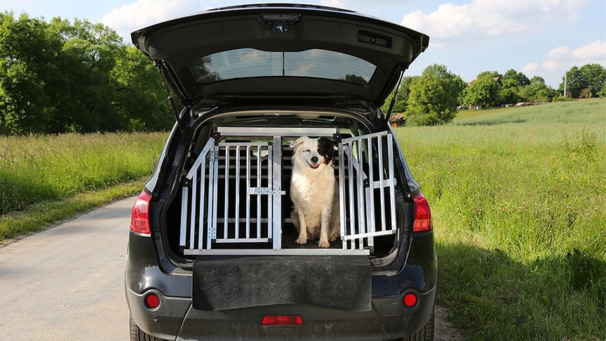 Sicherer Transport für Hunde im Auto