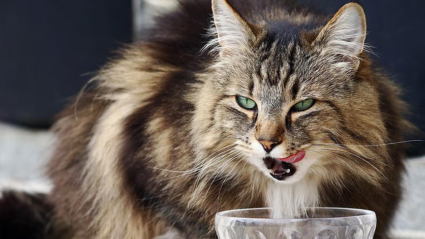 © Foto: Shutterstock/ Astrid Gast Eine Katze sitzt vor einer Futterschüssel.