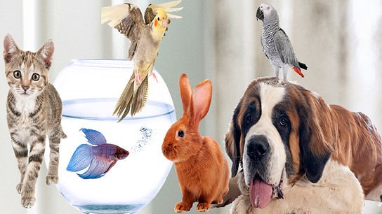 Wellensittich, Meerschweinchen, Fisch im Glas, Kaninchen, Kätzchen, Hund, Papagei.