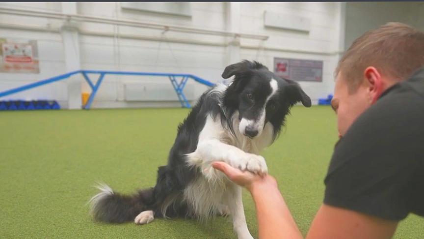Hundetrainer Lukas Pratschker zeigt, wie man mit dem Hund trainieren und zugleich selbst Sport machen kann