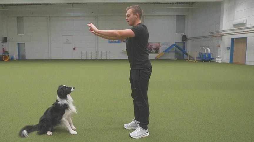 Hundetrainer Lukas Pratschker zeigt, wie man mit dem Hund trainieren und zugleich selbst Sport machen kann