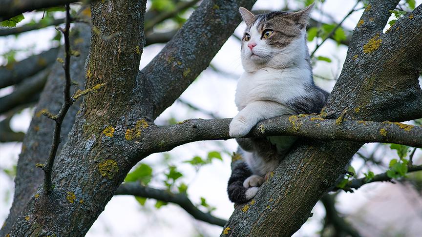 Eine Katze klettert im Baum